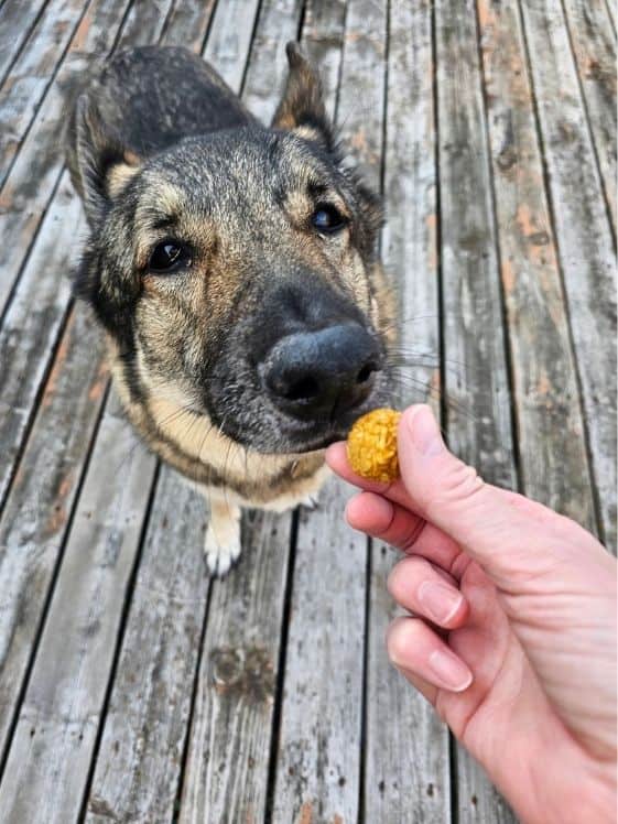 A German Shepherd sniffing a no bake sweet potato dog treat held in a person's hand.