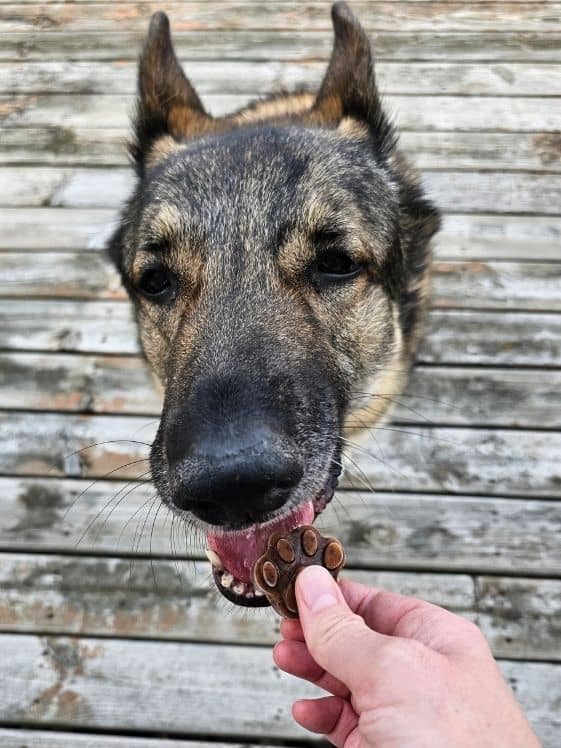 A German Shepherd biting a paw shaped frozen blueberry pumpkin dog treat.